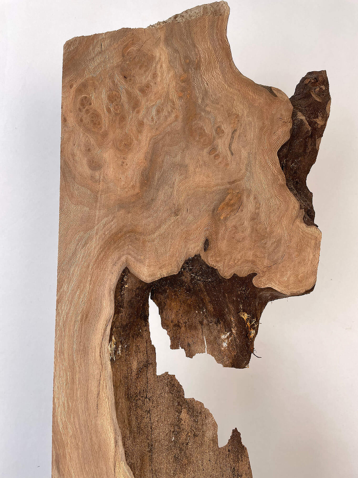 London Plane - Live Edge Burr Board