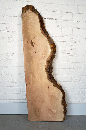 London Plane - Pippy Burr Board