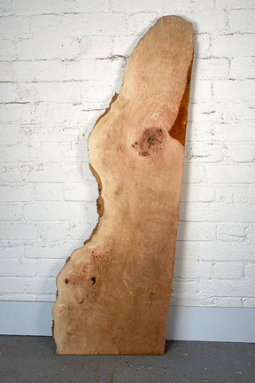 London Plane - Pippy Burr Board