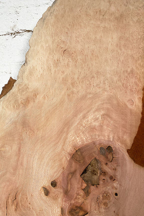 London Plane - Pippy Burr Board