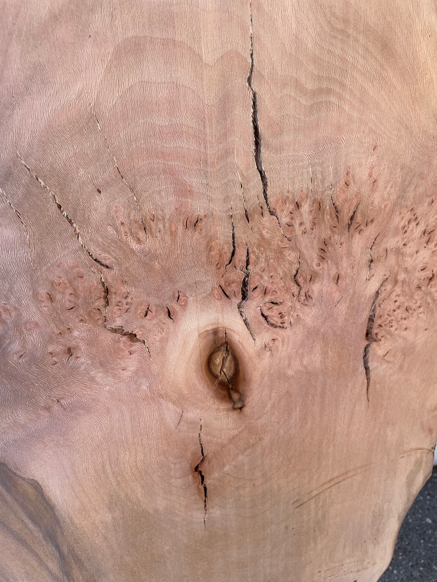 London Plane - Pippy Burr Boards