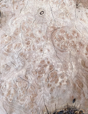 London Plane - Spalted Burr Boards
