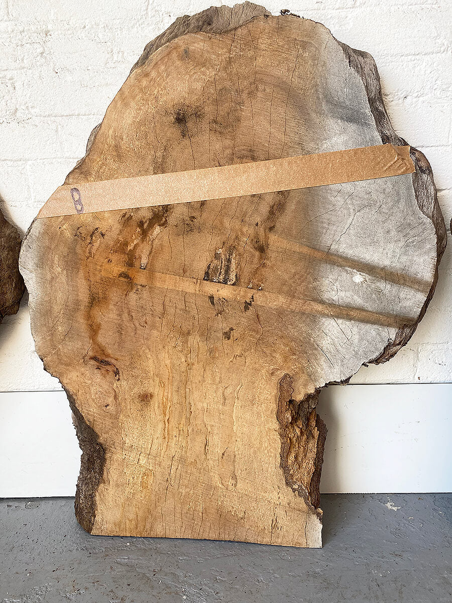 London Plane - Spalted Burr Boards