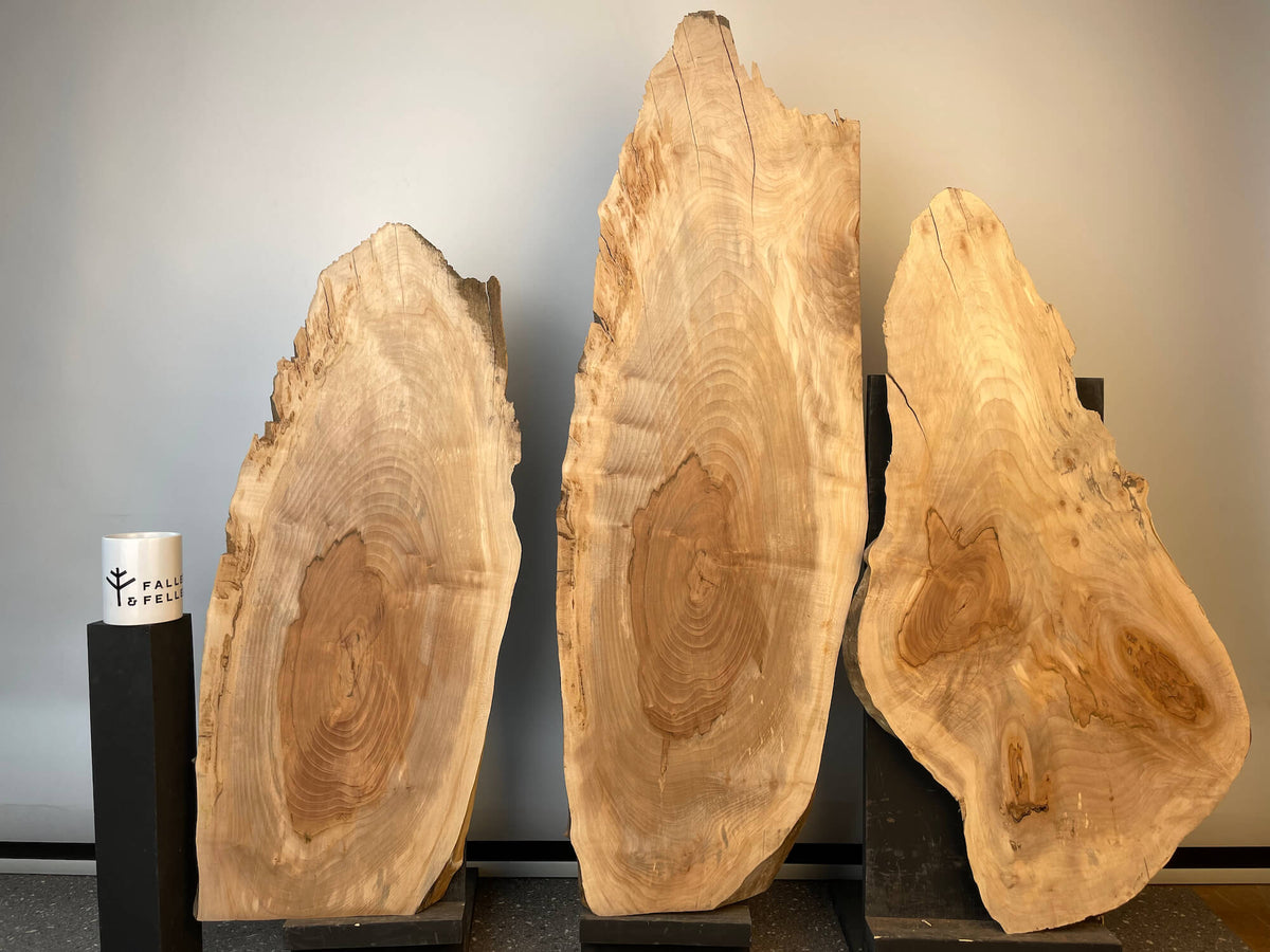 Sycamore - Live Edge Boards (Timber Pack)